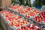 "Wereldwijde pitfruitproductie zal verder stijgen"